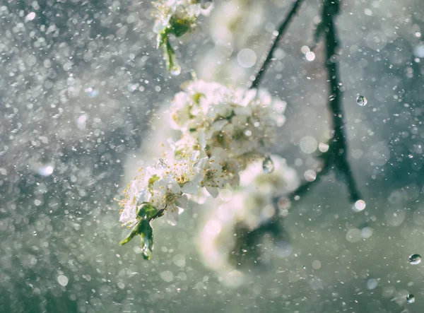 Lluvia de primavera en el jardín — Foto de Stock