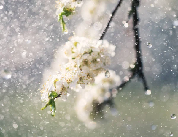 Lluvia de primavera en el jardín — Foto de Stock