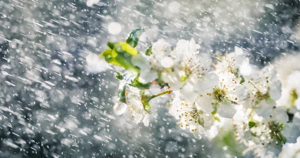 Spring rain in the garden