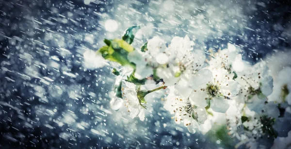 Βροχή άνοιξη στον κήπο — Φωτογραφία Αρχείου