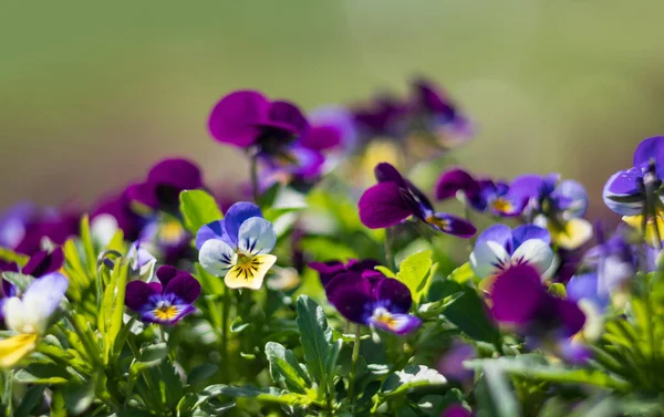 Pansies flowers in the garden — Stock Photo, Image