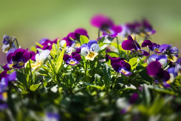 Flores de pantalón en el jardín — Foto de Stock