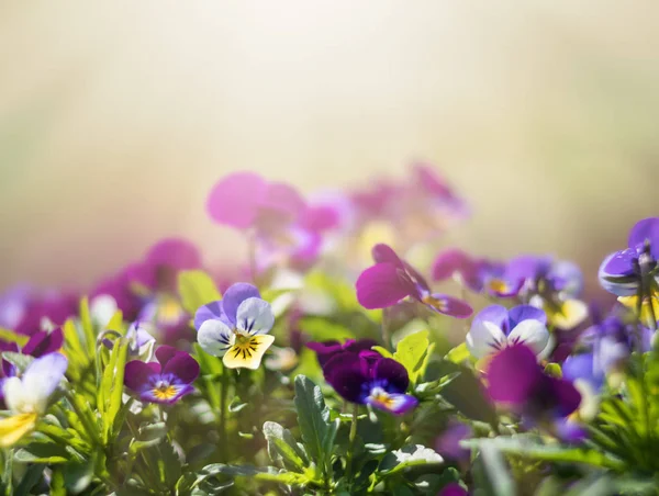 Pansies flowers in the garden — Stock Photo, Image