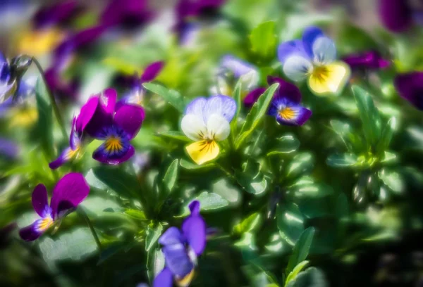 Culottes fleurs dans le jardin — Photo
