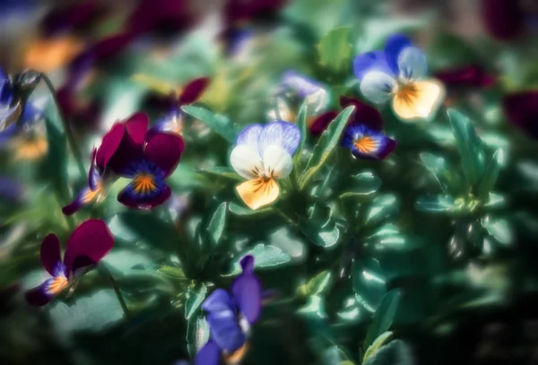 Flores de pérsia no jardim — Fotografia de Stock