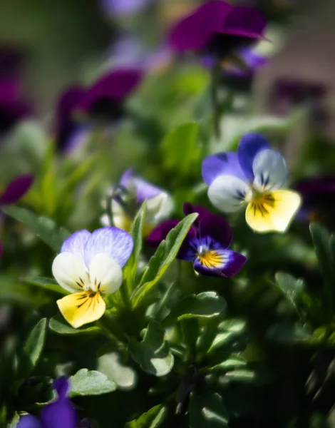 Pansies flowers in the garden — Stock Photo, Image