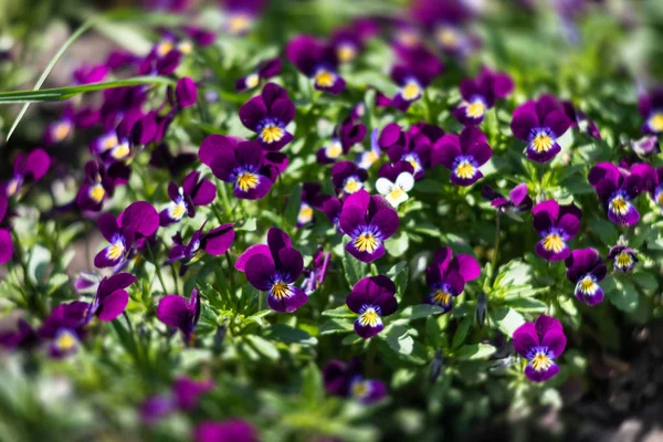 庭のパンジーの花 — ストック写真