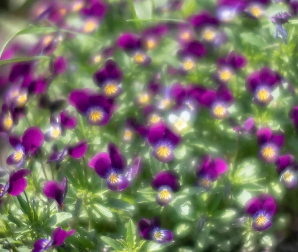 Stiefmütterchen blüht im Garten — Stockfoto