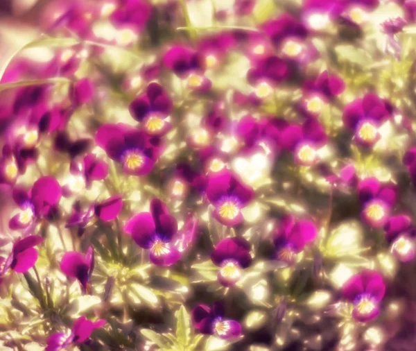 Pansies цветы в саду — стоковое фото