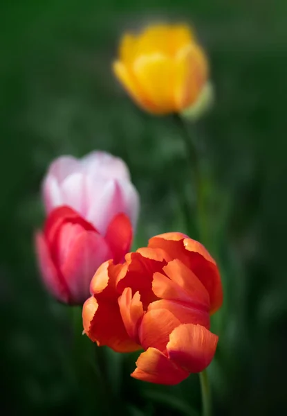 Tulpen blühen zur Frühlingszeit — Stockfoto