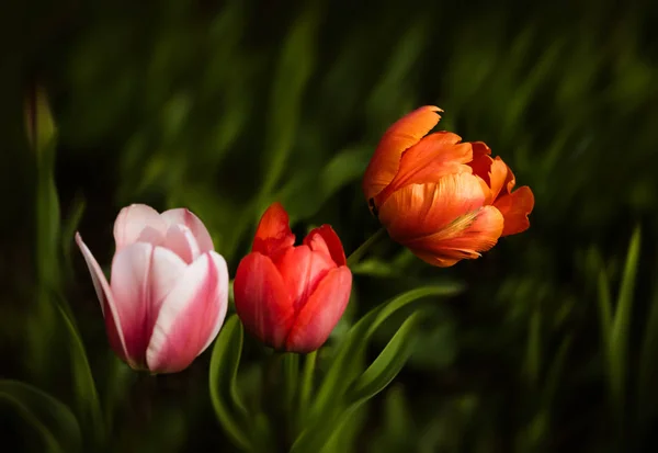 春天时的郁金香花 — 图库照片