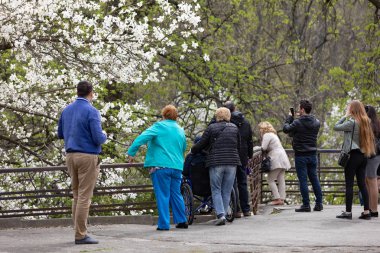 çiçeği Manolya Bahçe