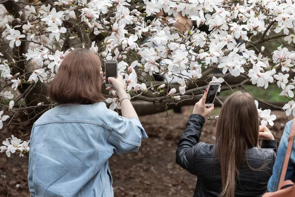 Blossom magnolia garden — Stock Photo, Image