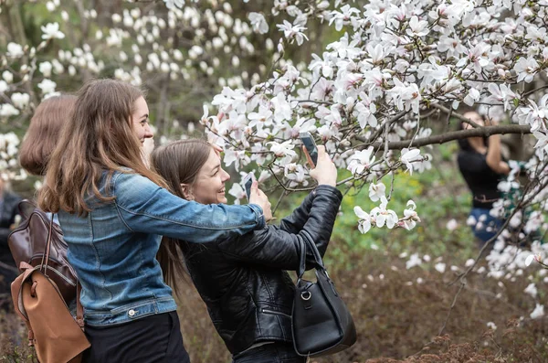 Blossom magnolia trädgård — Stockfoto