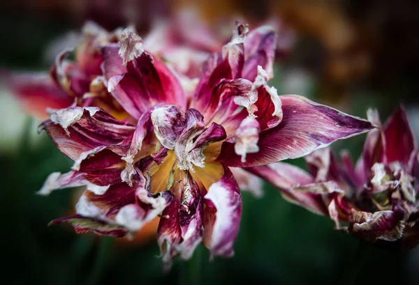 Pétalos tulipanes secos — Foto de Stock