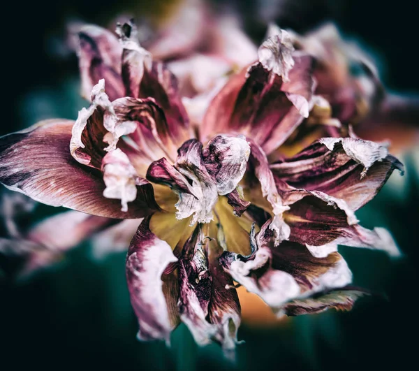 Pétalas de tulipas secas — Fotografia de Stock