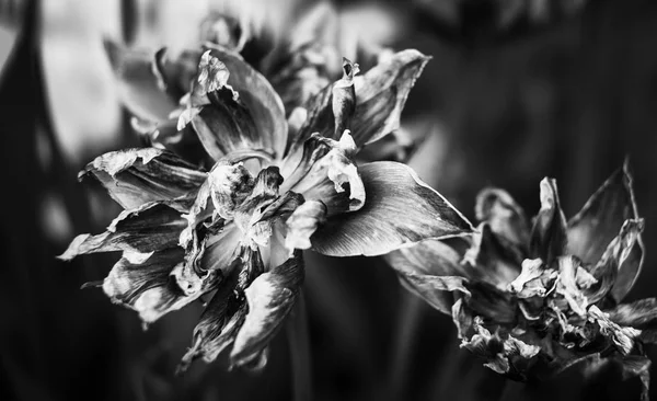 Сухие лепестки тюльпанов — стоковое фото