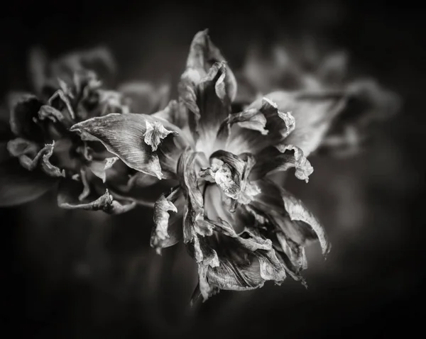 乾燥チューリップの花びら — ストック写真