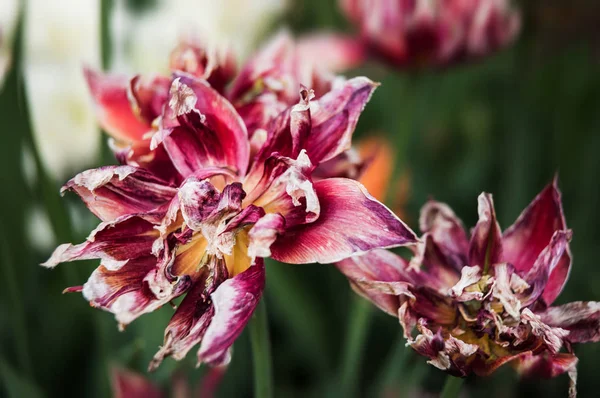 Pétalos tulipanes secos — Foto de Stock