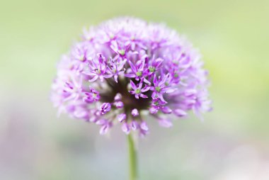 Mor allium çiçeği
