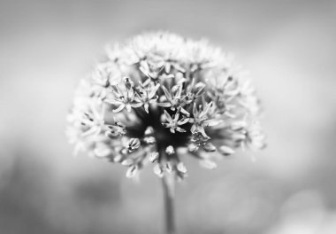 Mor allium çiçeği