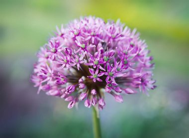 Mor allium çiçeği
