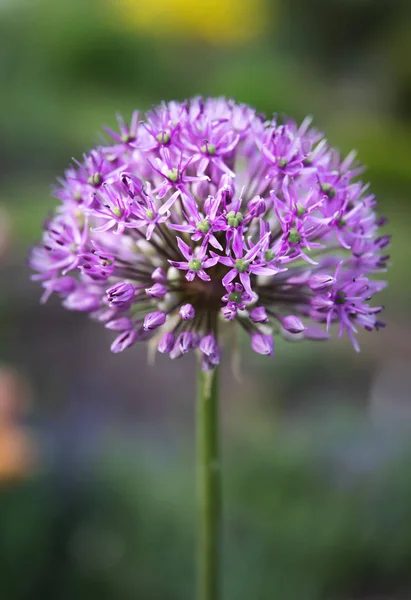 Flor de alium púrpura —  Fotos de Stock