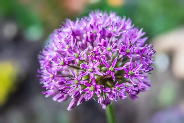 Purple allium blossom — Stock Photo, Image