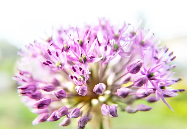 Purple allium blossom — Stock Photo, Image