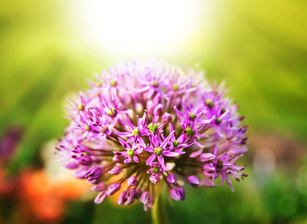 Purple allium blossom — Stock Photo, Image