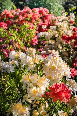 Ormangülü çiçek farklı renklerde çiçekli bitkilerde. Açelya çalılıkların farklı Çiçek rengi ile parkta. Ormangülü bitkiler çiçeklenme. Ormangülü çiçek deseni.