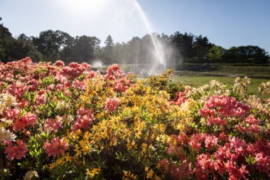 Ormangülü çiçek farklı renklerde çiçekli bitkilerde. Açelya çalılıkların farklı Çiçek rengi ile parkta. Ormangülü bitkiler çiçeklenme. Ormangülü çiçek deseni.