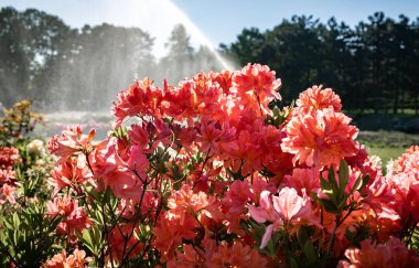 Ormangülü çiçek farklı renklerde çiçekli bitkilerde. Açelya çalılıkların farklı Çiçek rengi ile parkta. Ormangülü bitkiler çiçeklenme. Ormangülü çiçek deseni.