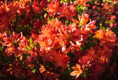 Ormangülü çiçek farklı renklerde çiçekli bitkilerde. Açelya çalılıkların farklı Çiçek rengi ile parkta. Ormangülü bitkiler çiçeklenme. Ormangülü çiçek deseni.