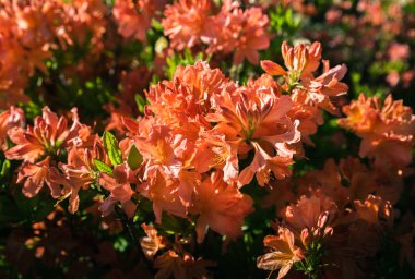 Ormangülü çiçek farklı renklerde çiçekli bitkilerde. Açelya çalılıkların farklı Çiçek rengi ile parkta. Ormangülü bitkiler çiçeklenme. Ormangülü çiçek deseni.