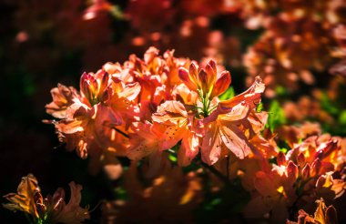 Ormangülü çiçek farklı renklerde çiçekli bitkilerde. Açelya çalılıkların farklı Çiçek rengi ile parkta. Ormangülü bitkiler çiçeklenme. Ormangülü çiçek deseni.