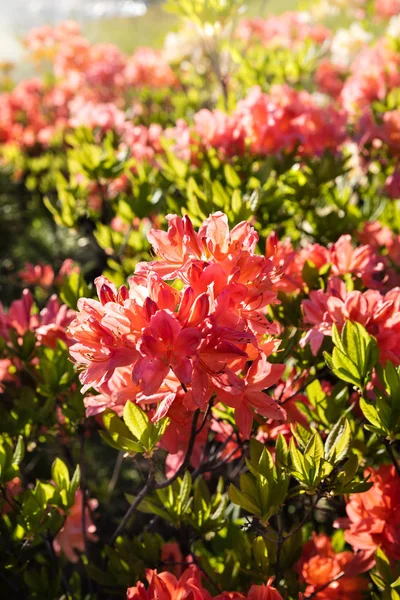 Rododendron Rostliny Květu Květy Různých Barev Azalka Keře Parku Různé — Stock fotografie