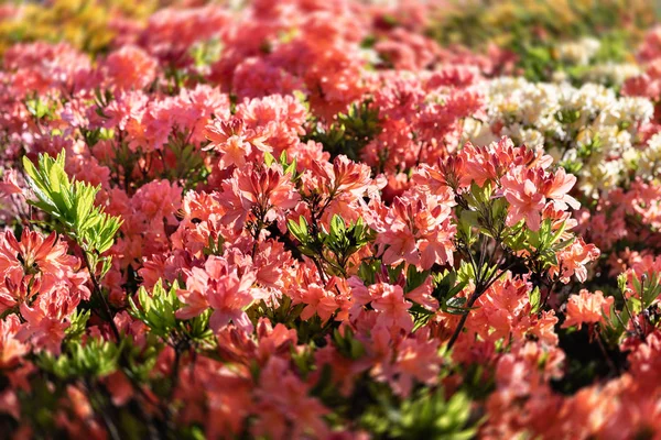 Rhododendron Növény Virágzik Virágok Különböző Színek Azálea Bokrok Parkban Különböző — Stock Fotó