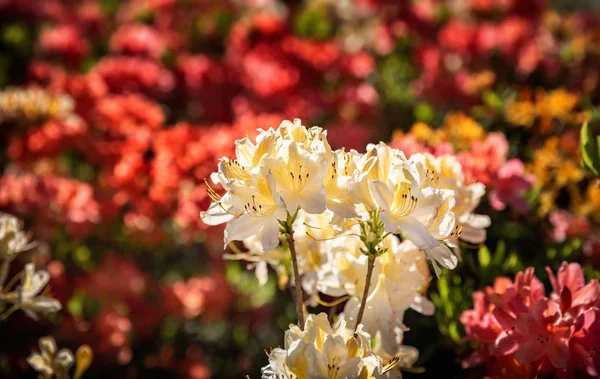 Plantas Rhododendron Flor Con Flores Diferentes Colores Arbustos Azalea Parque — Foto de Stock