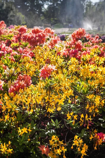 Rhododendron Növény Virágzik Virágok Különböző Színek Azálea Bokrok Parkban Különböző — Stock Fotó
