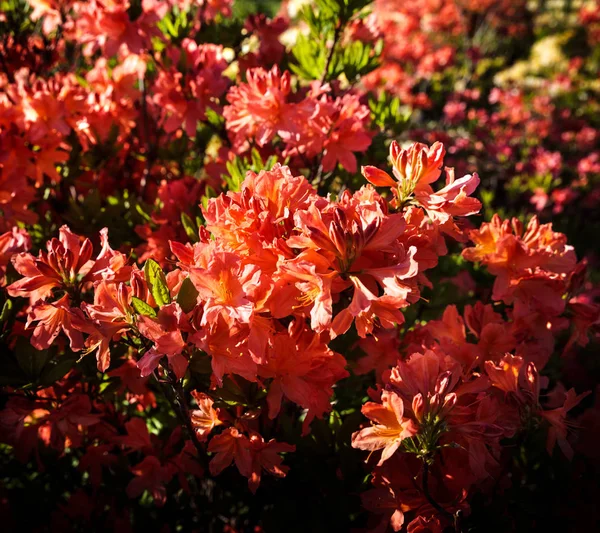 Plantas Rhododendron Flor Con Flores Diferentes Colores Arbustos Azalea Parque — Foto de Stock