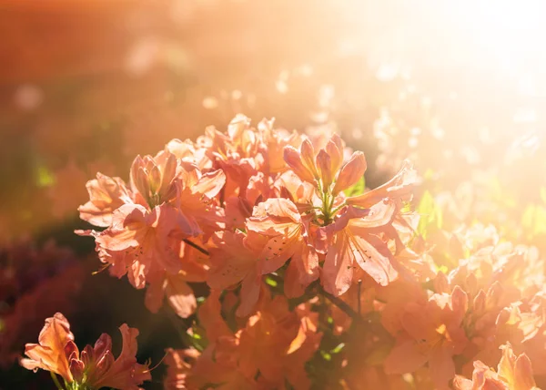 Rhododendron Plantas Flor Com Flores Cores Diferentes Arbustos Azalea Parque — Fotografia de Stock