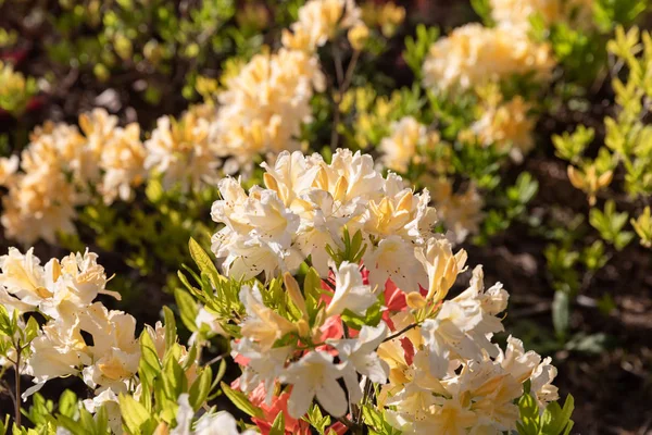 Rhododendron Növény Virágzik Virágok Különböző Színek Azálea Bokrok Parkban Különböző — Stock Fotó