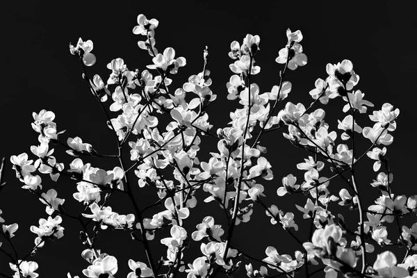 Flores de magnólia bw — Fotografia de Stock