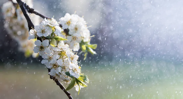 Lluvia de primavera en el jardín — Foto de Stock