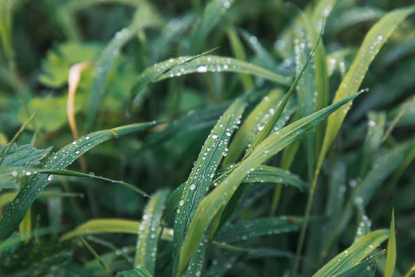 Gotas de agua en la hierba verde — Foto de Stock