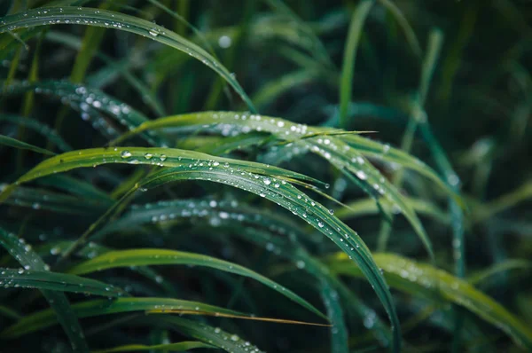 Gocce d'acqua sull'erba verde — Foto Stock