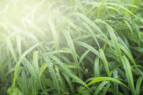 Gotas de água na grama verde — Fotografia de Stock