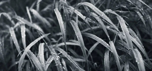 Gocce d'acqua sull'erba verde — Foto Stock