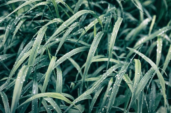 Gotas de agua en la hierba verde — Foto de Stock